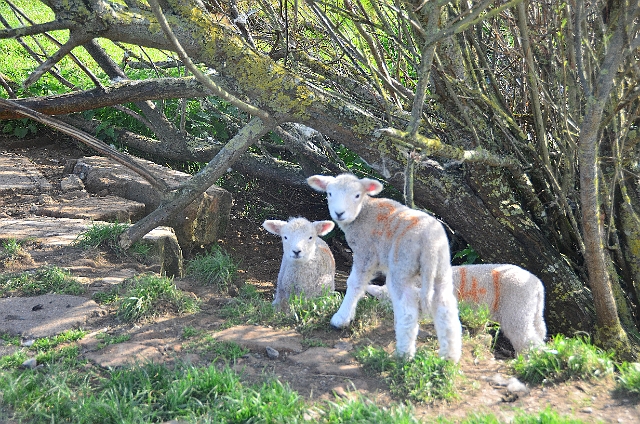 13 04 14_2979_edited-1.jpg - ABBOTSBURY SWANERY, DORSET - 13.4.14